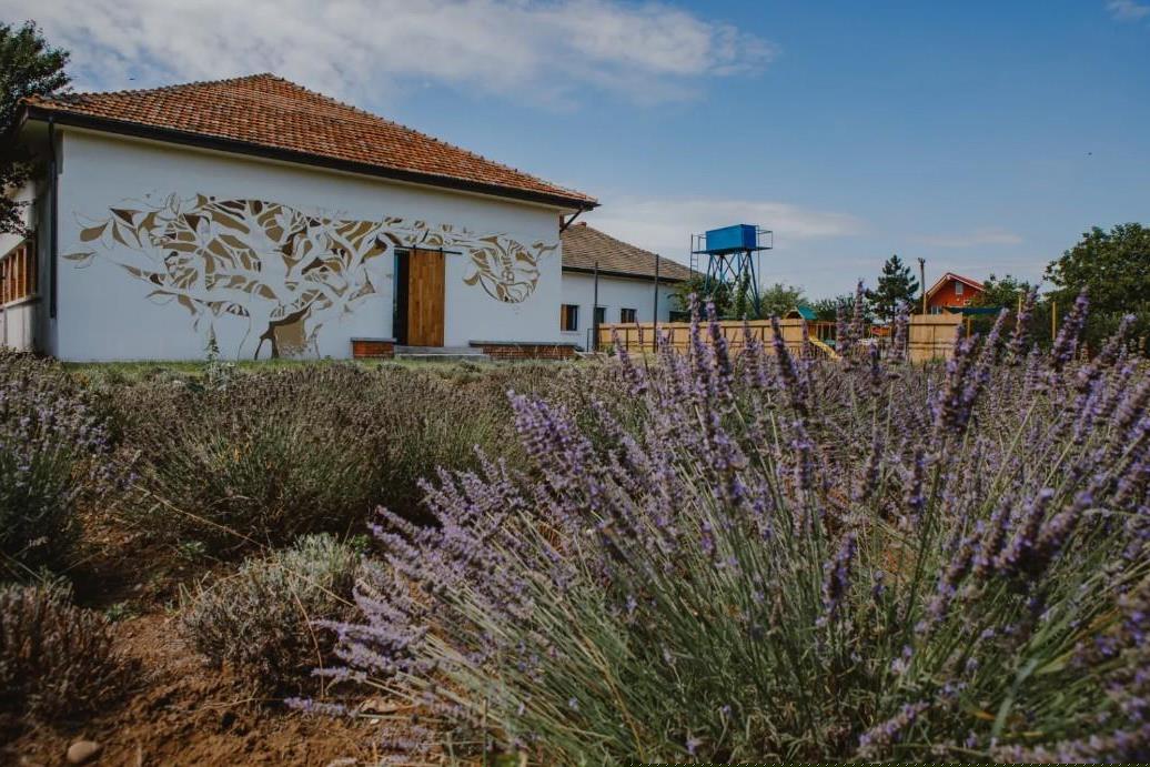 Gradina cu lavanda